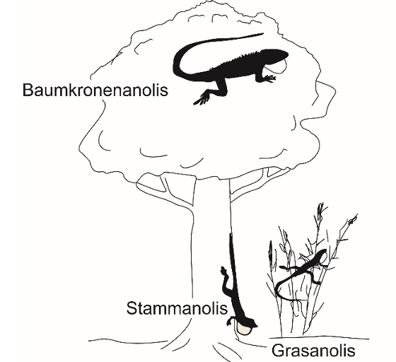 Silhouetten von drei Anolis-Eidechsen: Baumkronen-, Stamm- und Grasanolis an Baumstamm und Gras.
